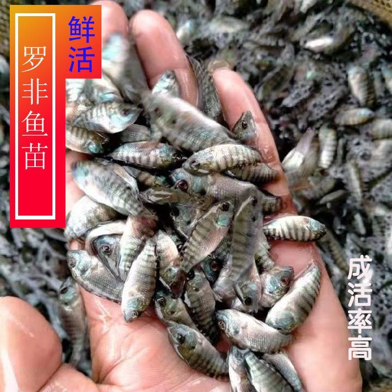 快大型吉富罗非鱼.支持全国空运汽运全国包邮