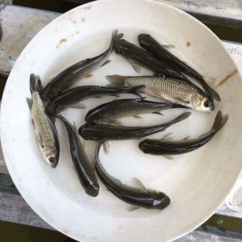 草鱼苗优质淡水养殖基地直供全国包邮送货上门