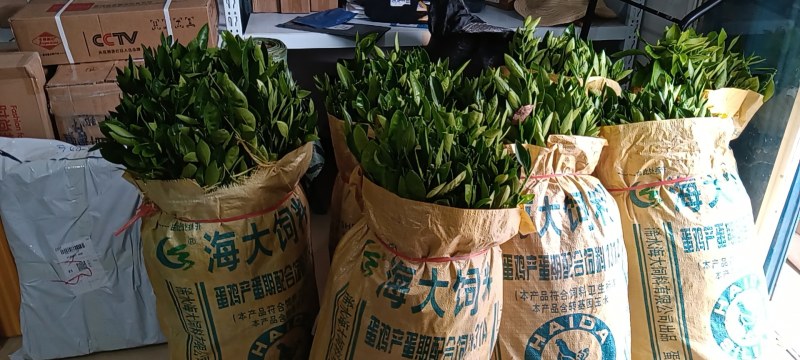 出售丑八怪，美国糖桔苗，爱媛38，爱媛28红美人苗
