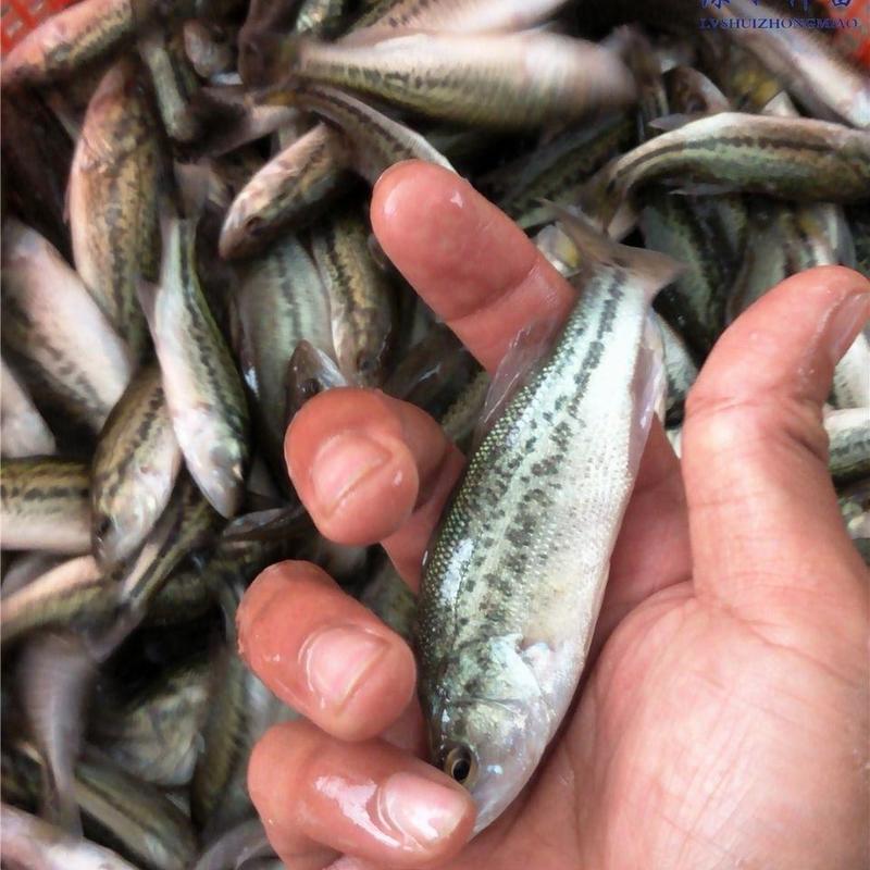 鲈鱼苗优质淡水鲈鱼苗包技术指导渔场直发