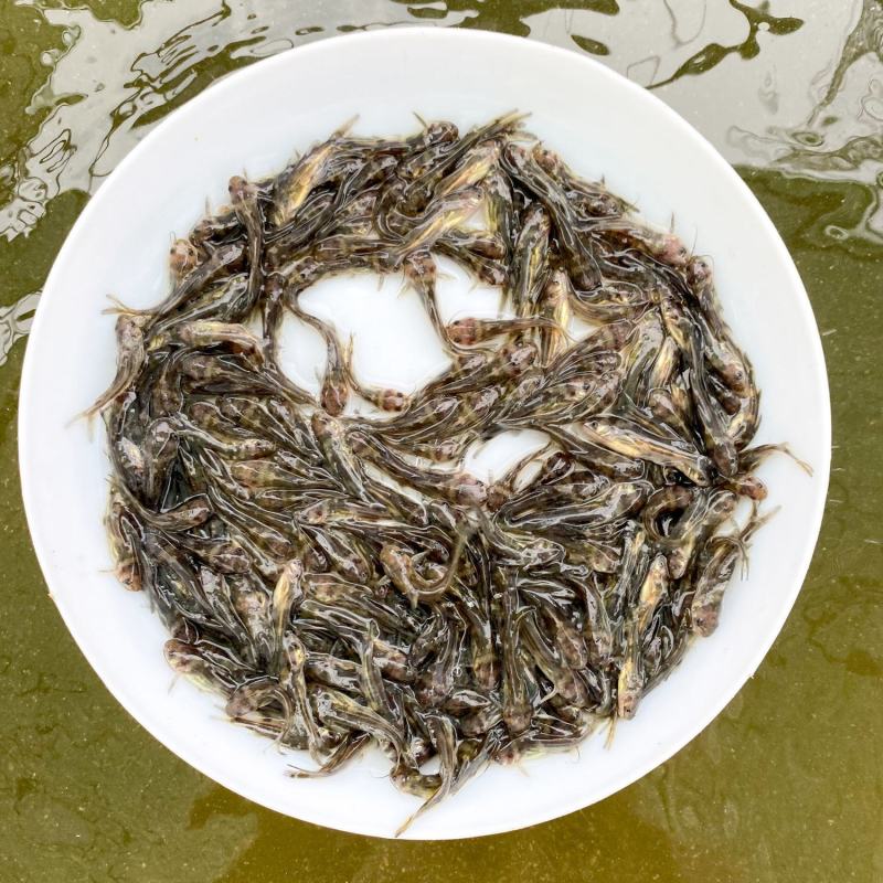 黄骨鱼苗品种优良，生长速度快，抗病力强