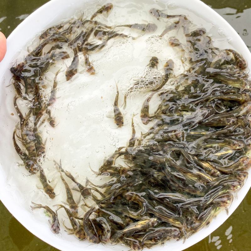 黄骨鱼苗品种优良，生长速度快，抗病力强