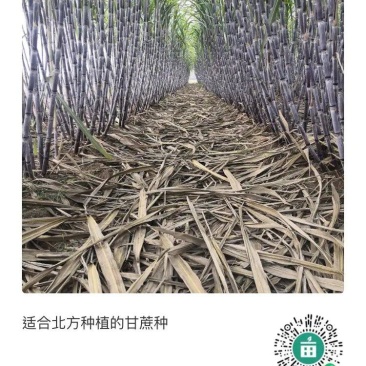 适合北方种植的黑皮甘蔗芽