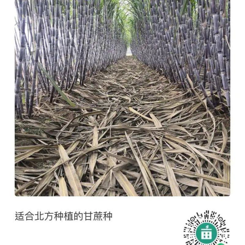 适合北方种植的黑皮甘蔗芽