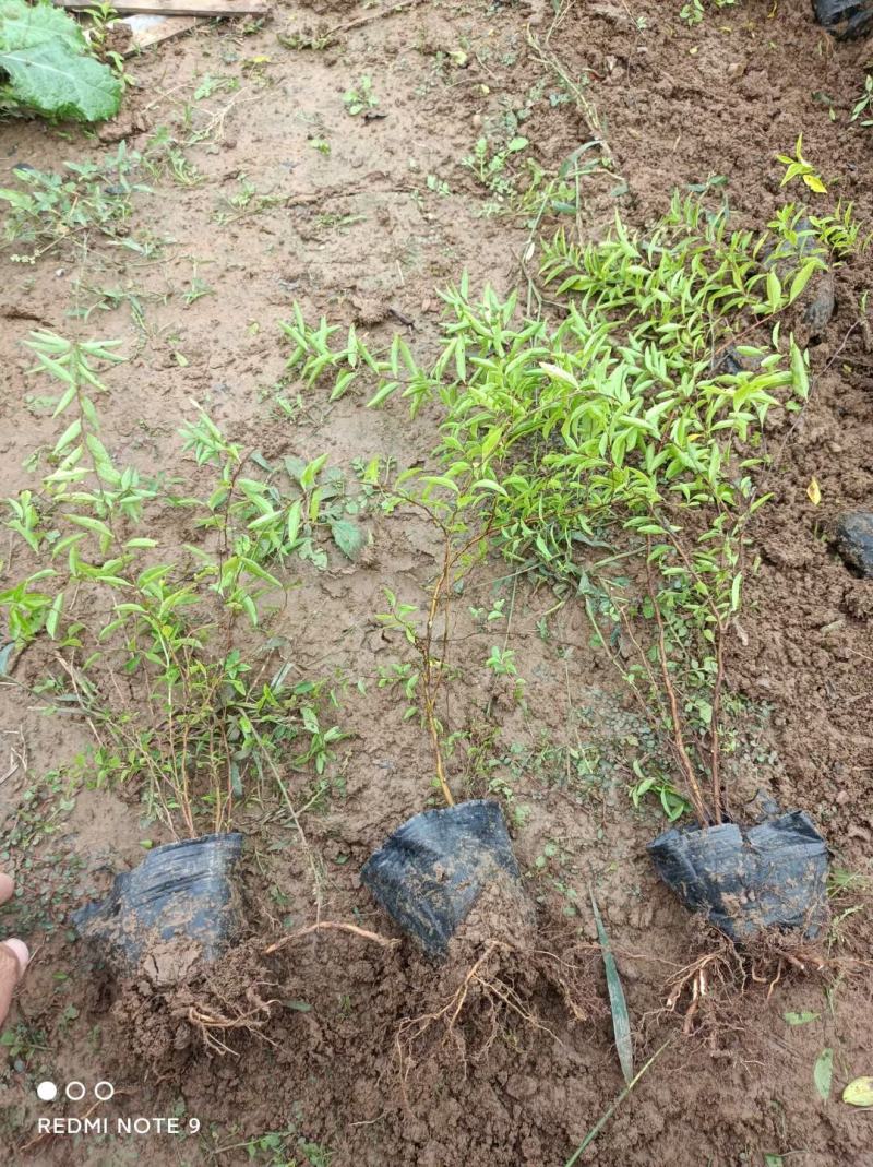 珍珠绣线菊喷雪花产地直发一手货源量大可优惠