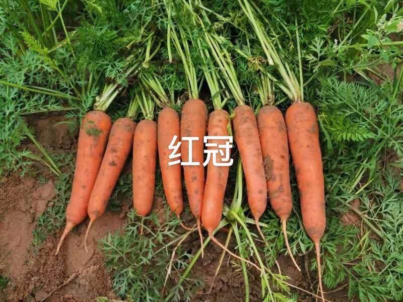 国外引进红冠F1杂交胡萝卜种子三红胡萝卜种子红心率高