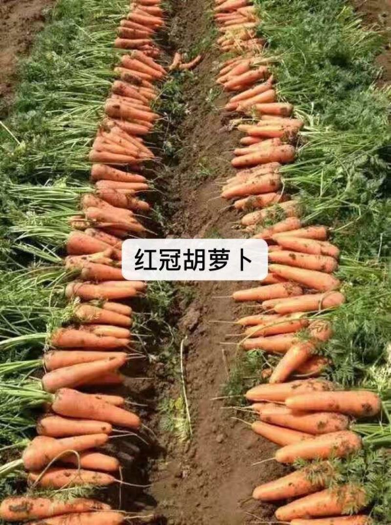 国外引进红冠F1杂交胡萝卜种子三红胡萝卜种子红心率高