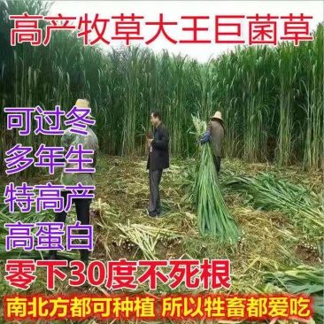 精品牧草种子免费试种基地直供保证芽率亩产80吨