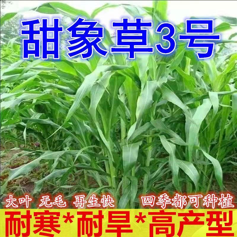 精品牧草种子免费试种基地直供保证芽率亩产80吨