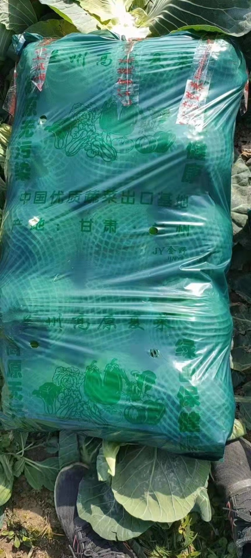 【精品】斯特丹甘蓝湖北万亩产地甘蓝货源保障实力诚信经营
