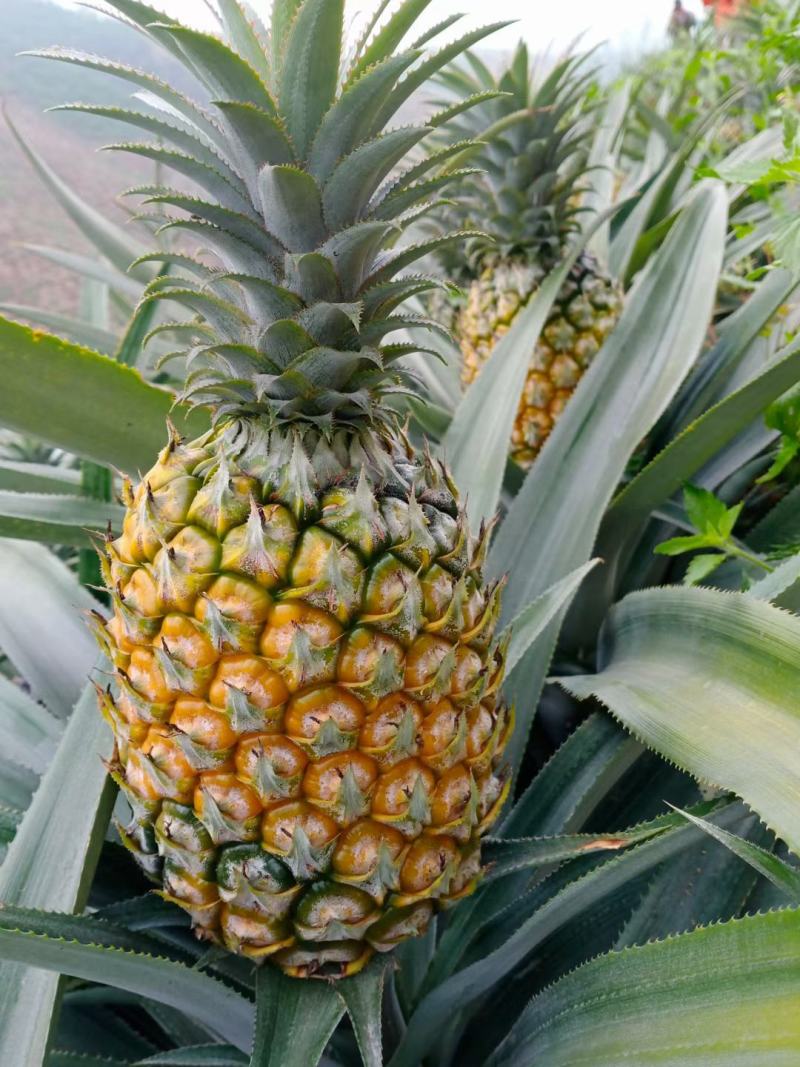 云南香水菠萝