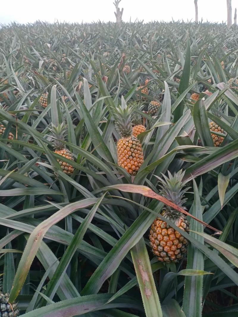 云南香水菠萝