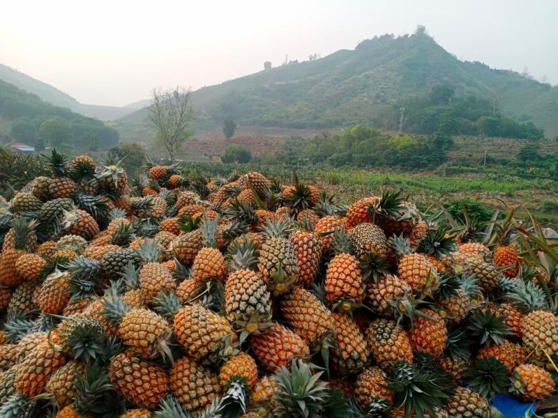云南香水菠萝