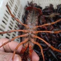 江苏兴化小龙虾，硬规格，肉质饱满口感Q弹，一手货源