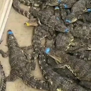 活体鳄鱼，批发零售15到30斤的商品活体鳄鱼资质手续齐全