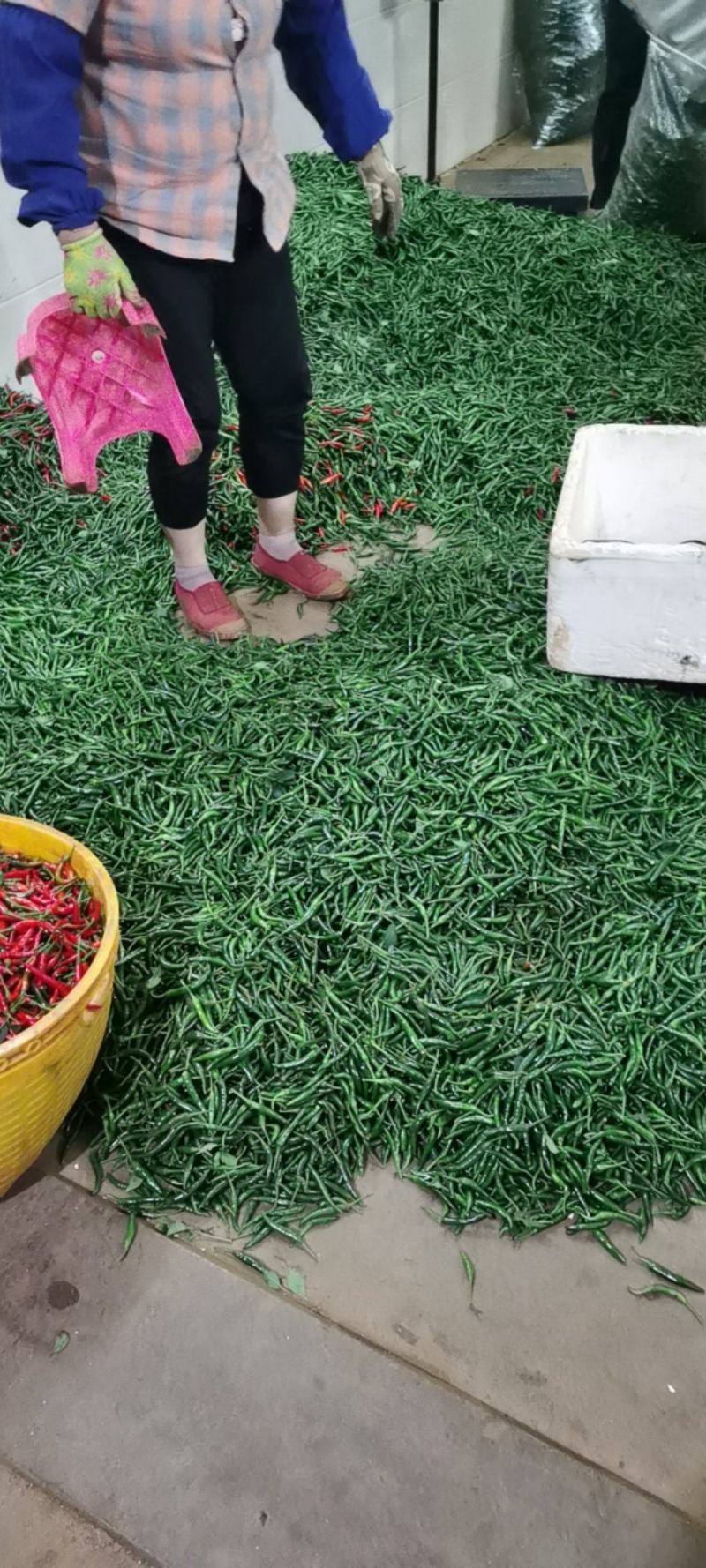 徐闻县小米椒，朝天椒，全国代发，诚信经营。
