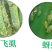 秒介噻虫胺噻嗪酮30%抗性蚧壳虫农药杀虫剂低毒杀虫杀卵