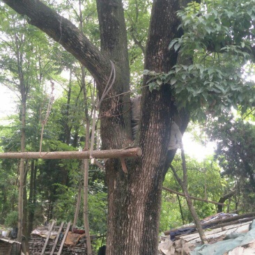 三叉怀抱大樟树