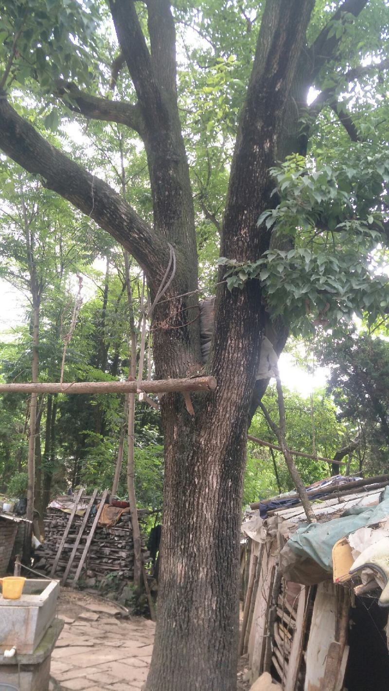 三叉怀抱大樟树