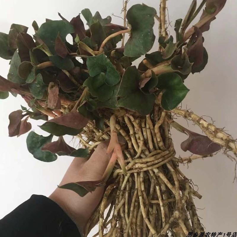 鱼腥草节节根大量有货，产地一手货源欢迎来电咨询