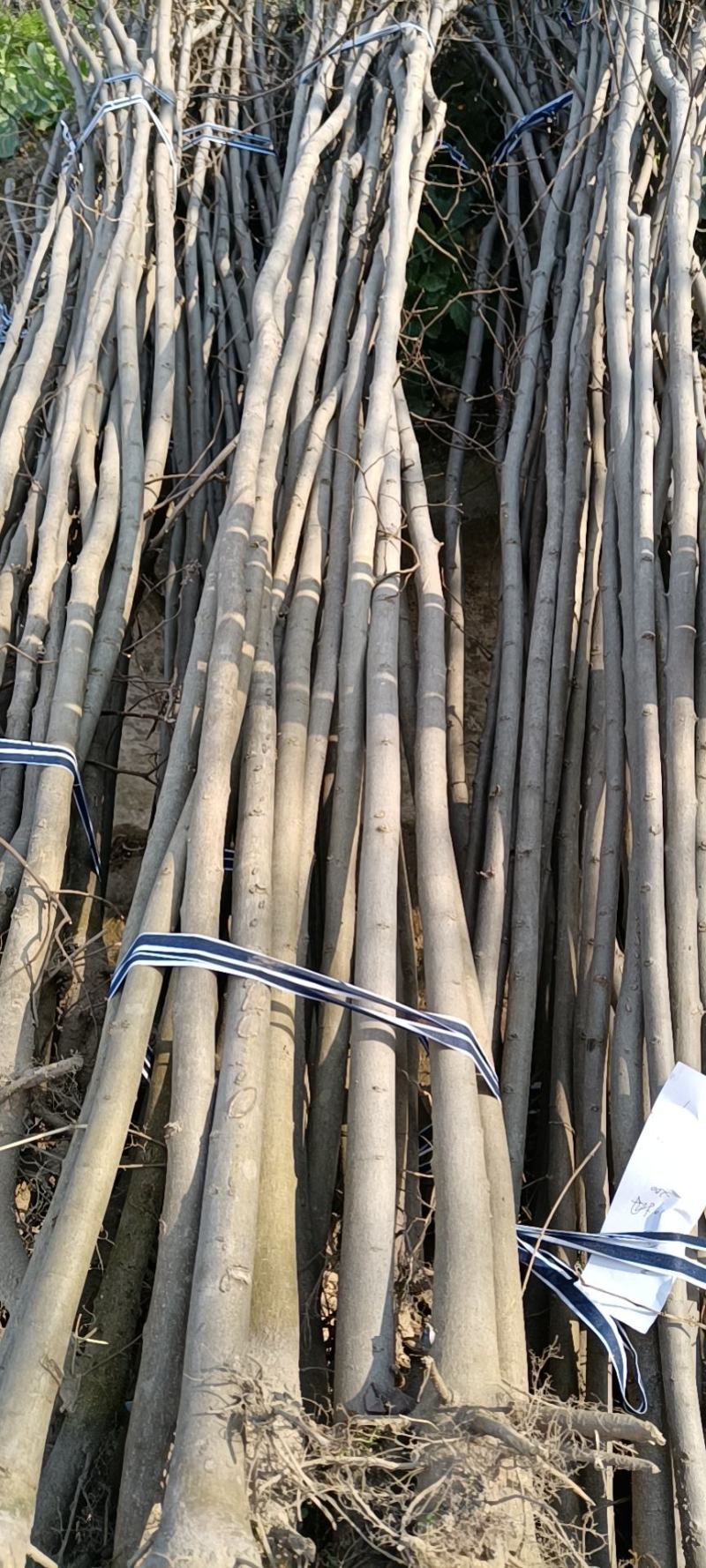 退林还耕大量供应朴树苗，价格优惠欢迎广大客户前来选购