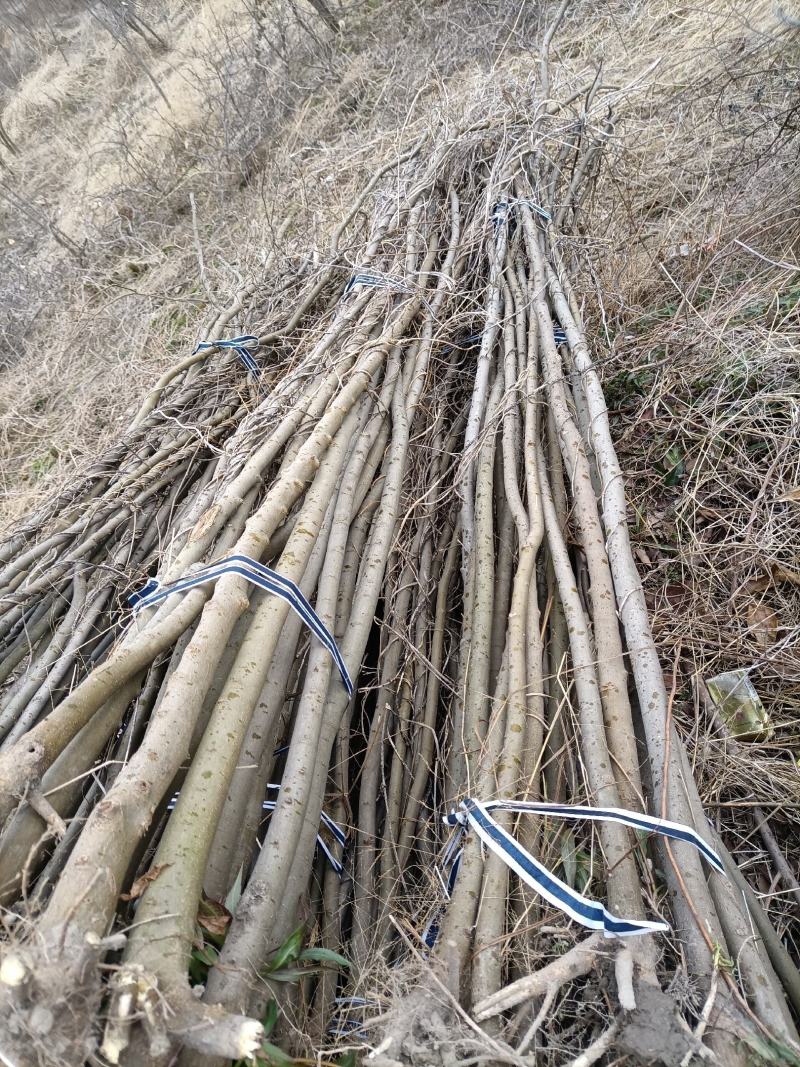 退林还耕大量供应朴树苗，价格优惠欢迎广大客户前来选购