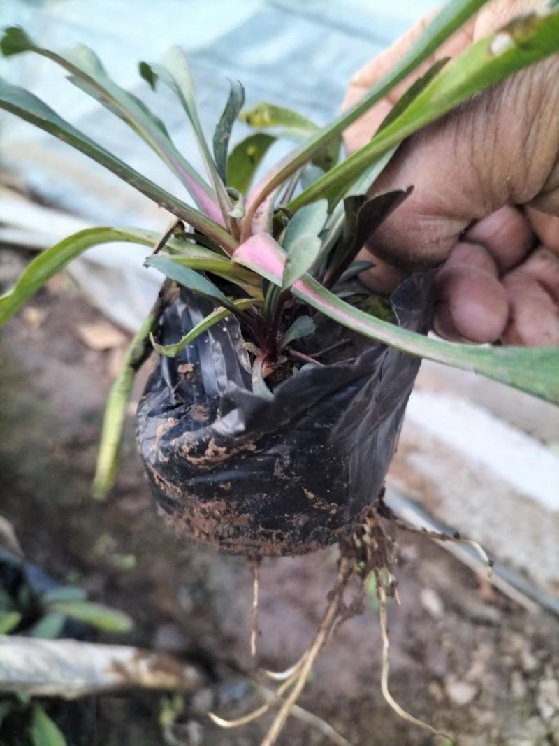 荷兰菊多年生草花量大可议价小杯欢迎实地看货