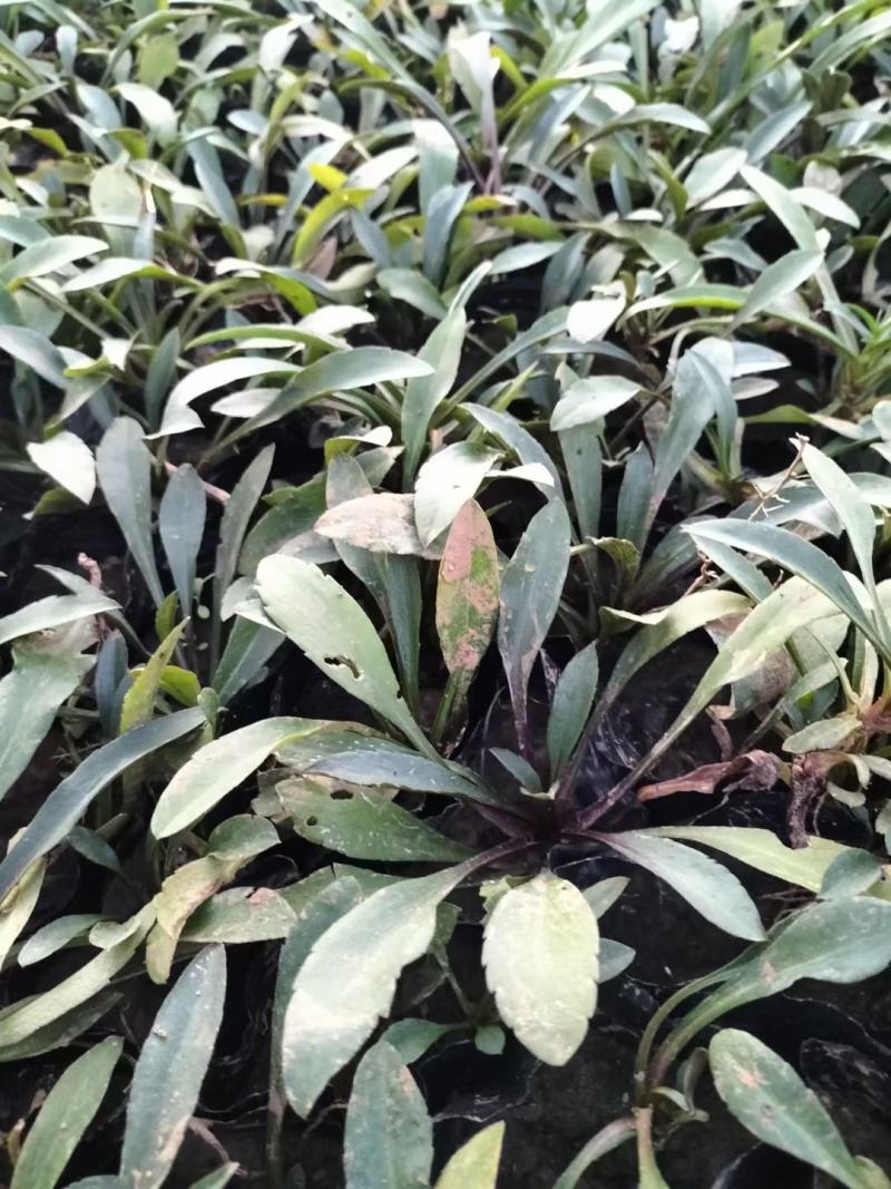 荷兰菊多年生草花量大可议价小杯欢迎实地看货