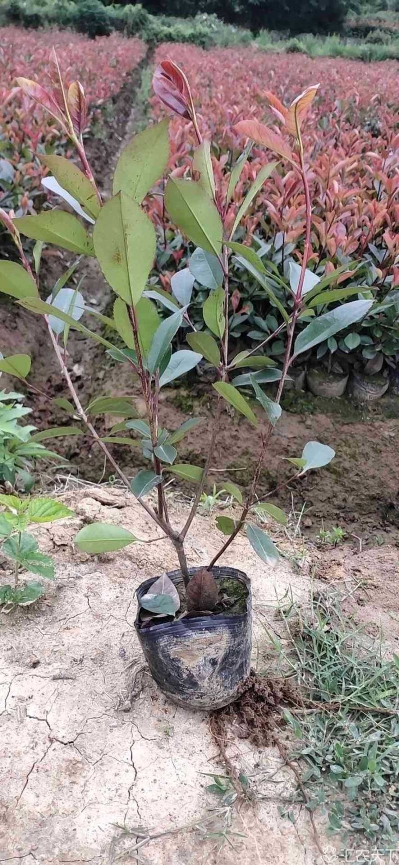 【精品】红叶石楠大杯苗大量出售，保质保量