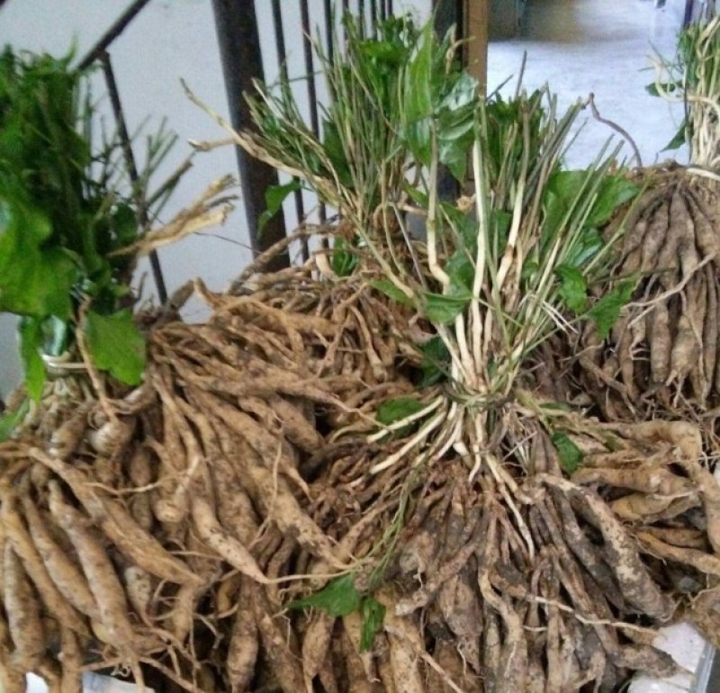 百部苗：种植2年成中药材，一棵产20斤左右，经济效益高