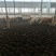 牛粪发酵牛粪稻壳牛粪有机肥发货全国质优价廉高端