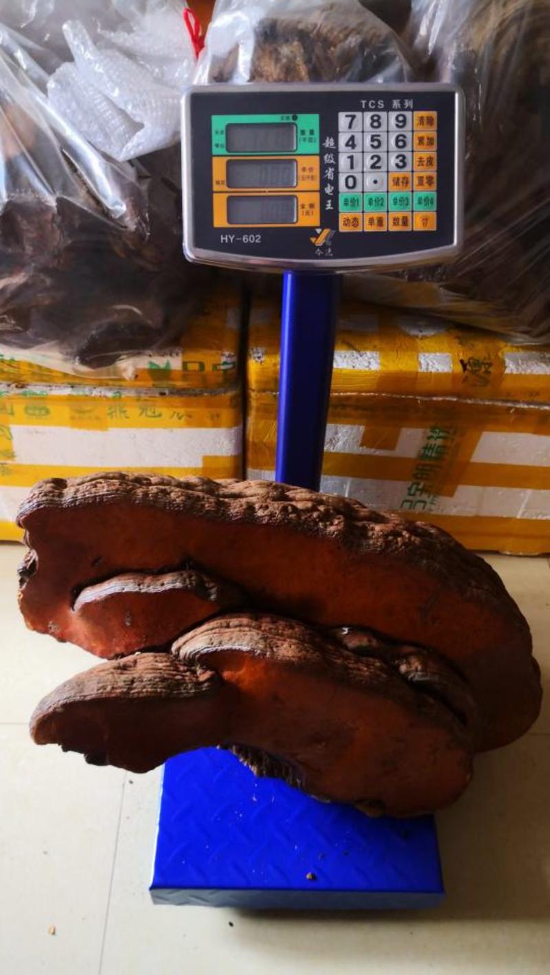 11.1公斤的野生红豆杉灵芝灵芝野生灵芝红豆