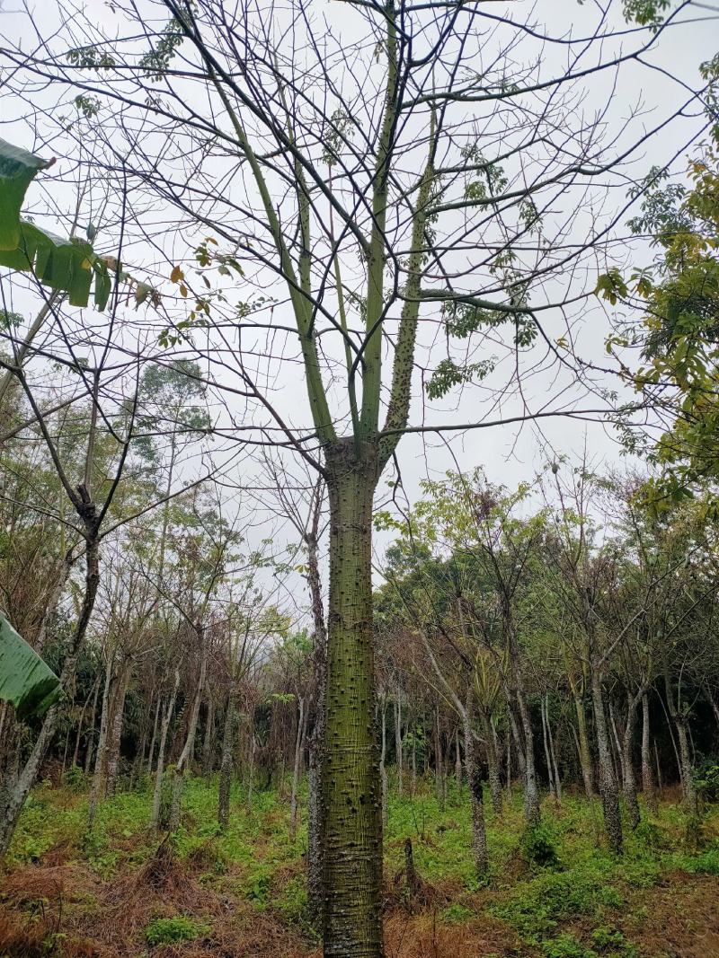 大腹木棉树20至50公分