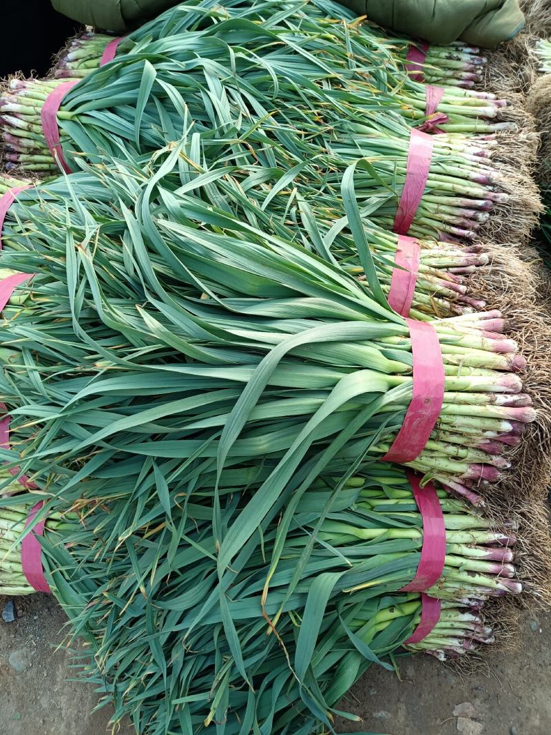 【牛商优选】红根蒜苗每年十月以后大量上市