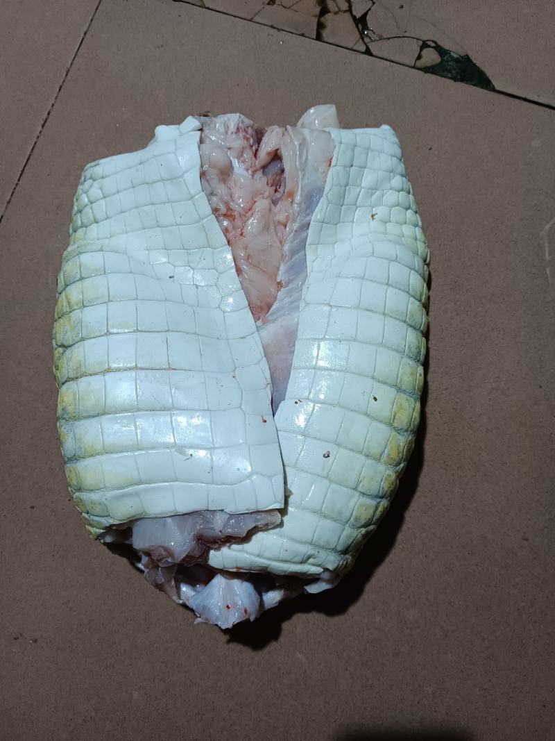 有皮去鳞鳄鱼肉质优价廉每袋都有经营利用标识贴合法销售