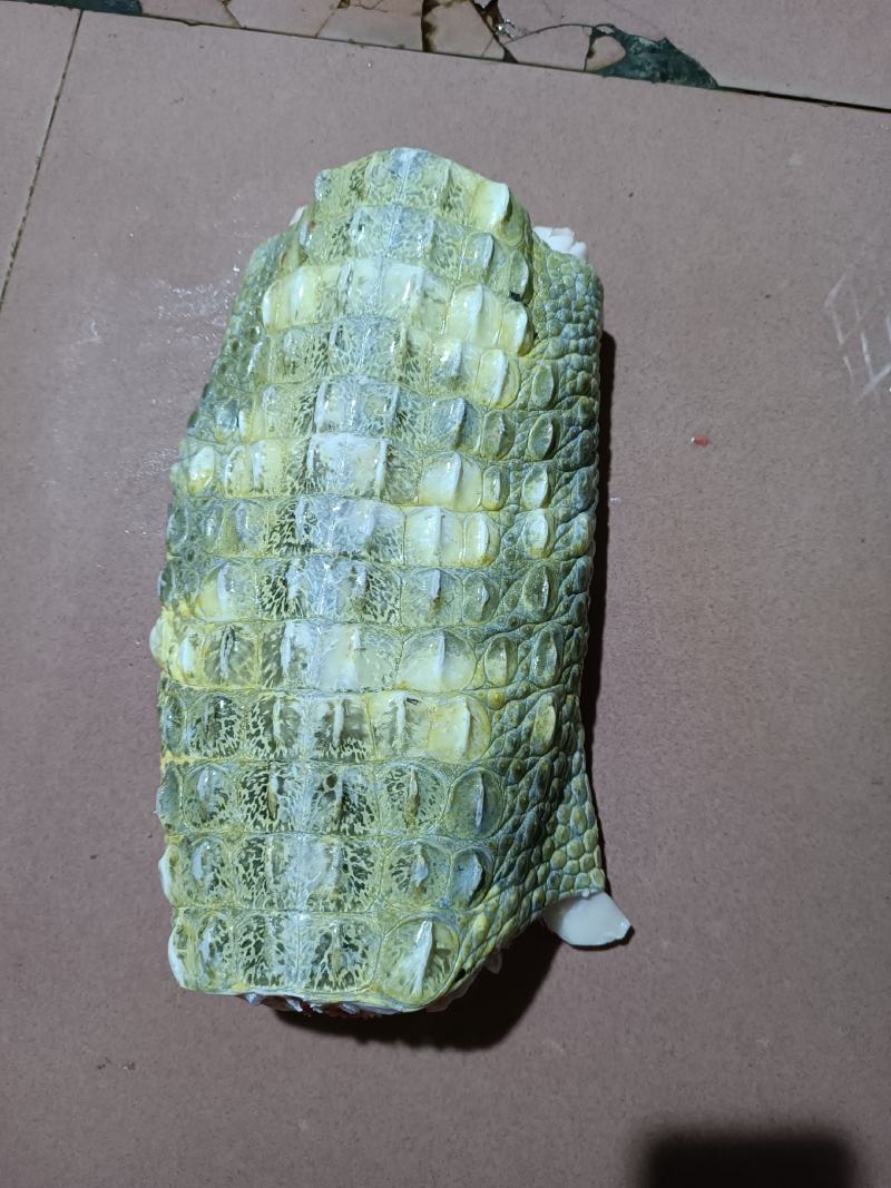 有皮去鳞鳄鱼肉质优价廉每袋都有经营利用标识贴合法销售