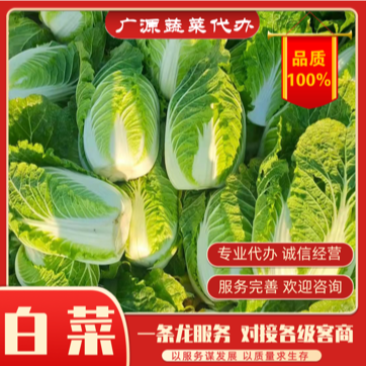 【实力】万亩产地直供大白菜货源保障实力代办欢迎咨询