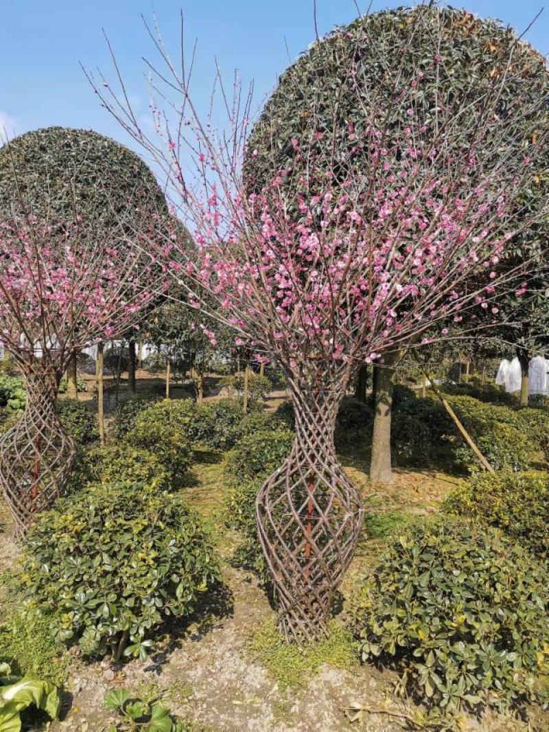 基地直销精品编艺红梅花瓶