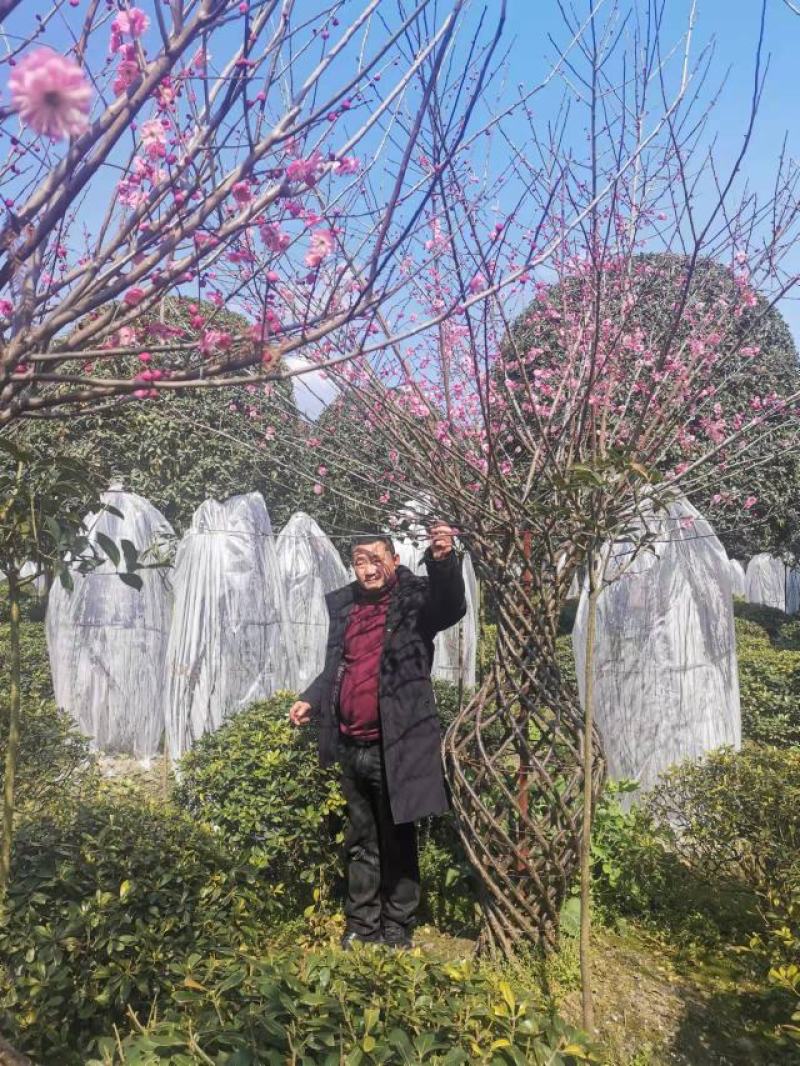 基地直销精品编艺红梅花瓶