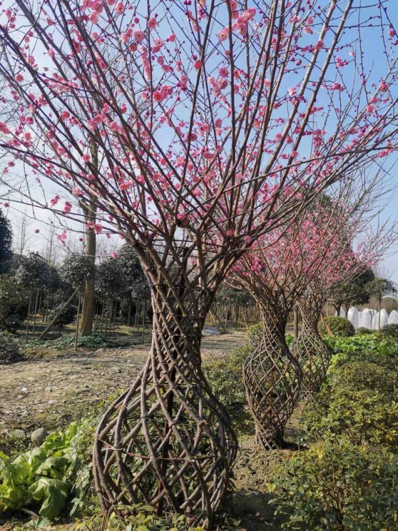 基地直销精品编艺红梅花瓶