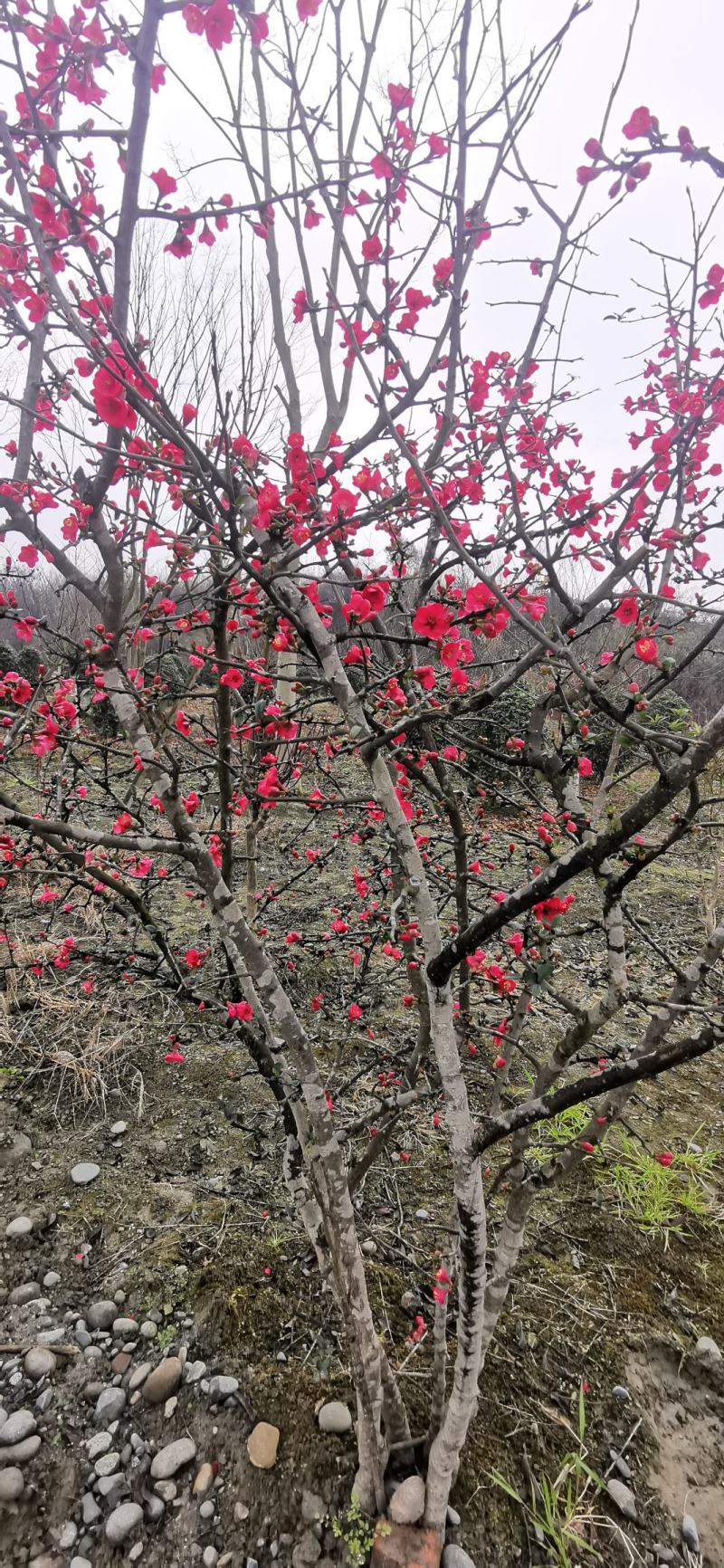 自产自销，自家苗圃精品丛生贴梗海棠