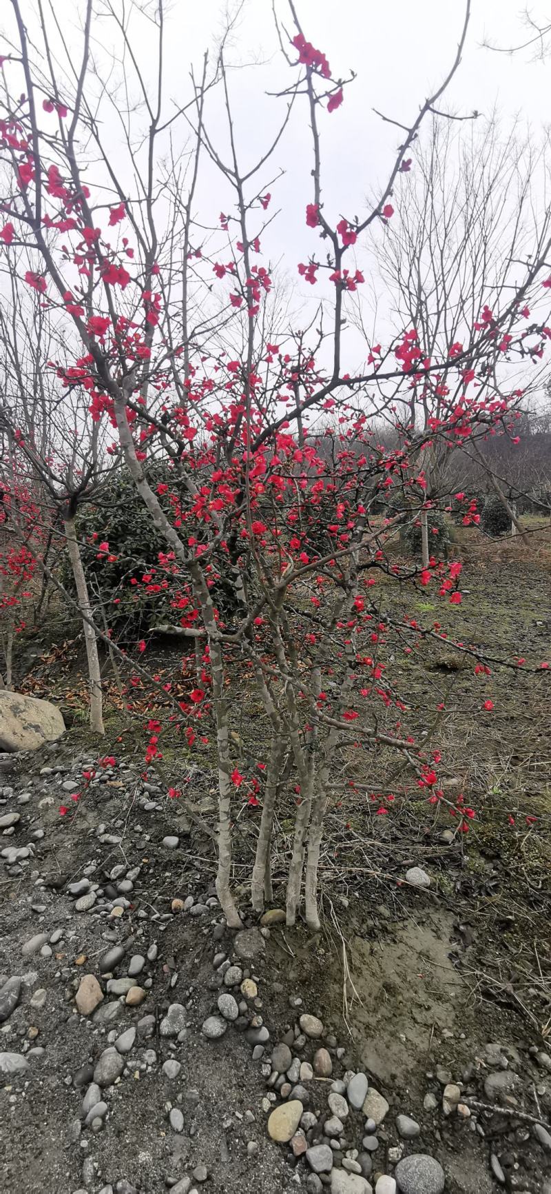 自产自销，自家苗圃精品丛生贴梗海棠