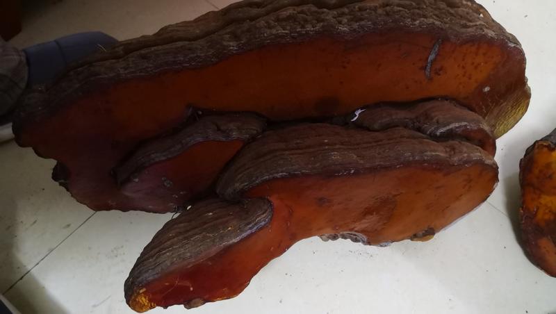 11.1公斤的野生红豆杉灵芝灵芝野生灵芝红豆