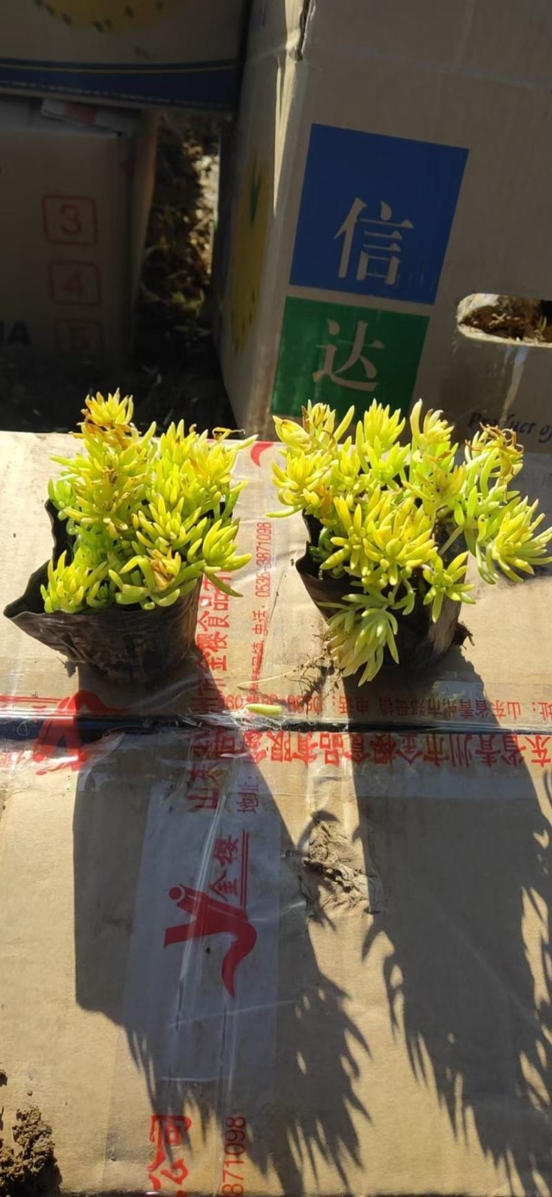 佛甲草黄金佛甲草黄金条支持实地看货欢迎实地看货