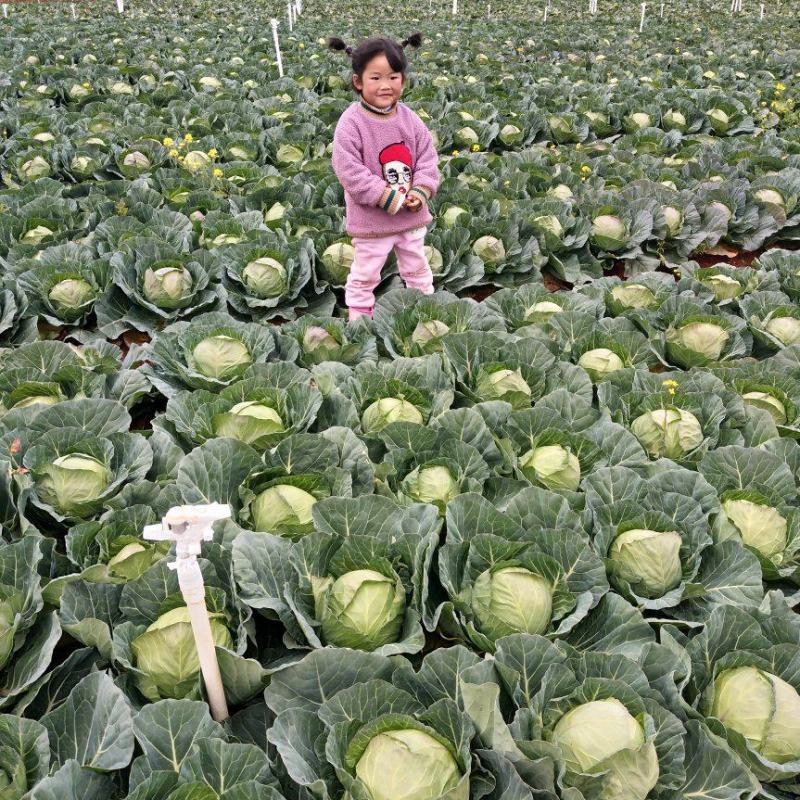 甘蓝，大量上市，产地直发，一手货源，质量过硬，量大从优