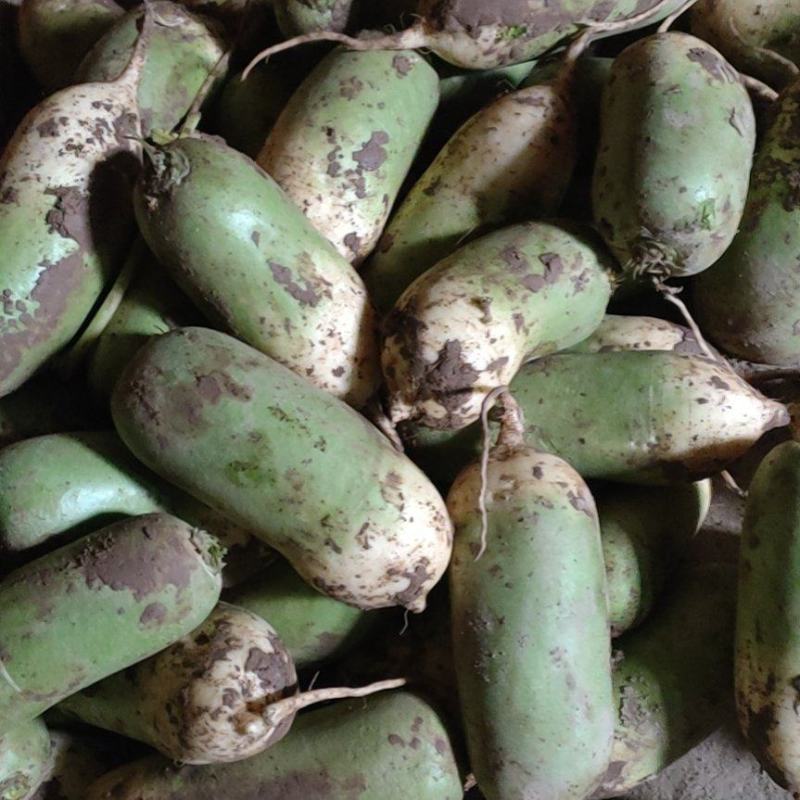 【推荐】精品青萝卜大量供应产地直发保质保量欢迎合作