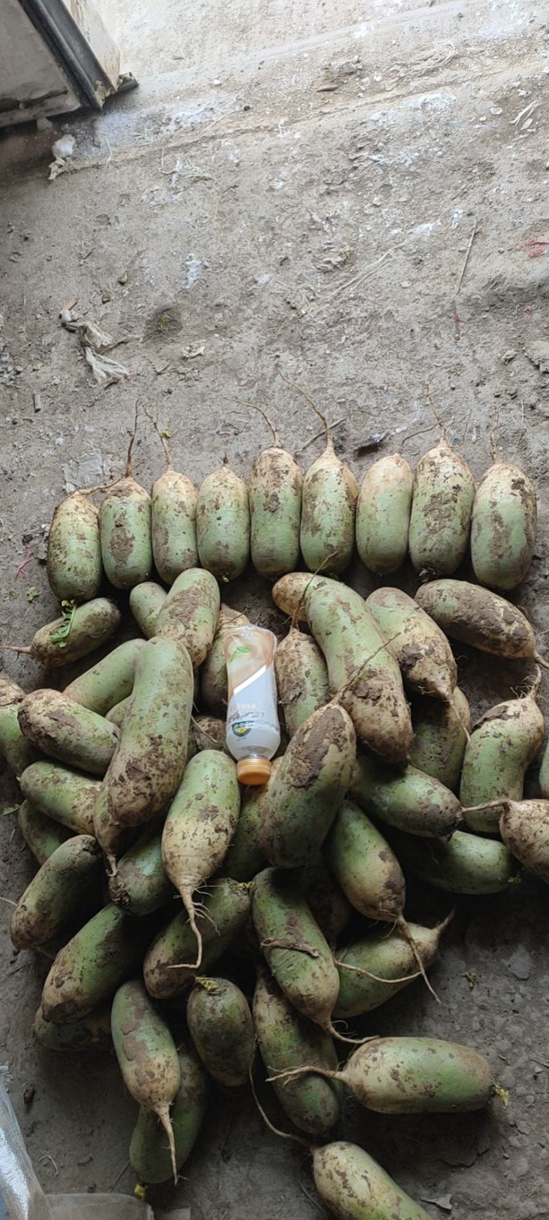 【推荐】精品青萝卜大量供应产地直发保质保量欢迎合作