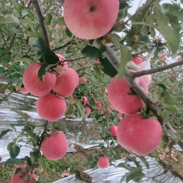 洛川苹果