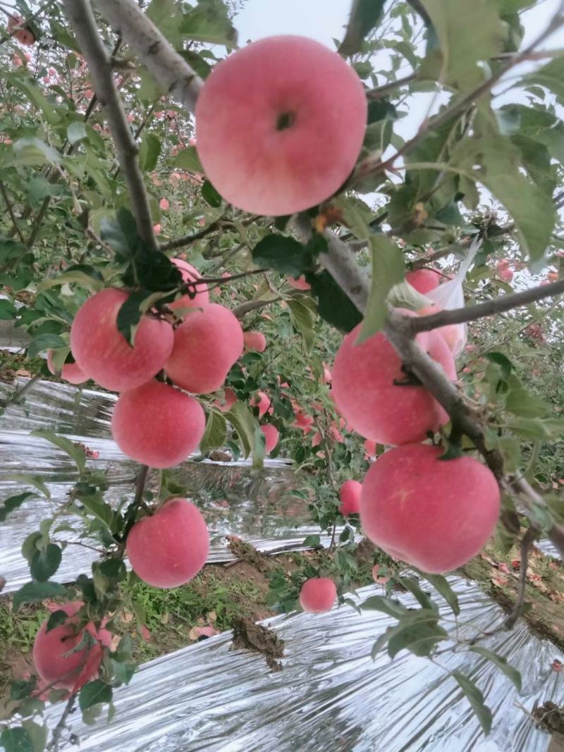洛川苹果