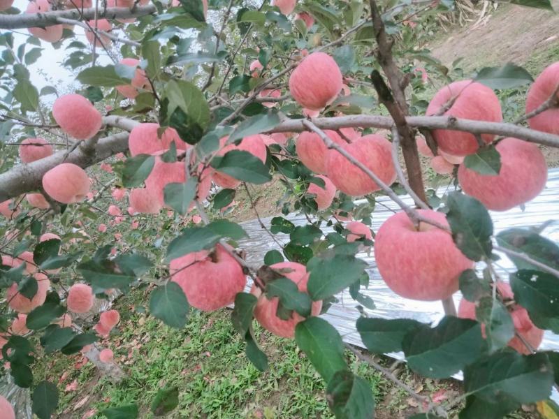 洛川苹果